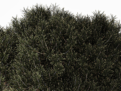 Topiary Tree Pine Spruce Fir Basket Pot 3D Model