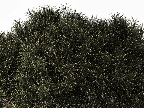 Topiary Tree Pine Spruce Fir Basket Pot 3D Model