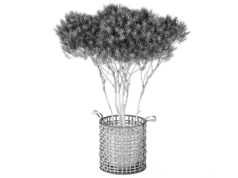 Topiary Tree Pine Spruce Fir Basket Pot 3D Model