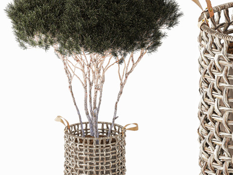 Topiary Tree Pine Spruce Fir Basket Pot 3D Model