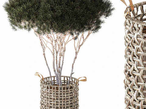 Topiary Tree Pine Spruce Fir Basket Pot 3D Model