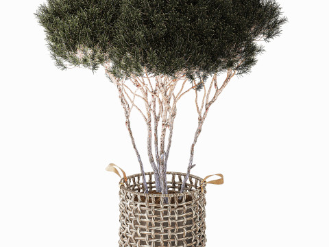 Topiary Tree Pine Spruce Fir Basket Pot 3D Model