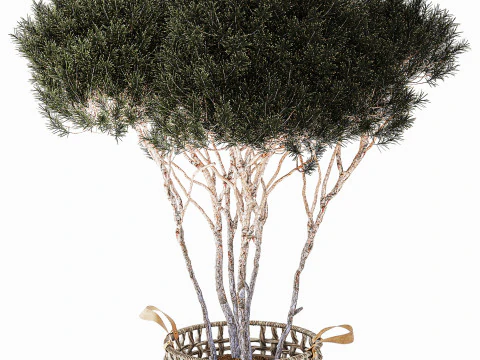 Topiary Tree Pine Spruce Fir Basket Pot 3D Model