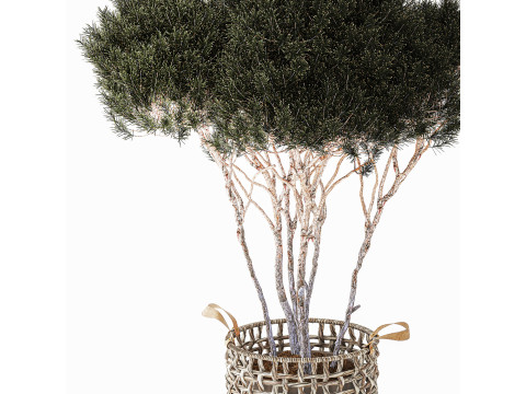 Topiary Tree Pine Spruce Fir Basket Pot 3D Model