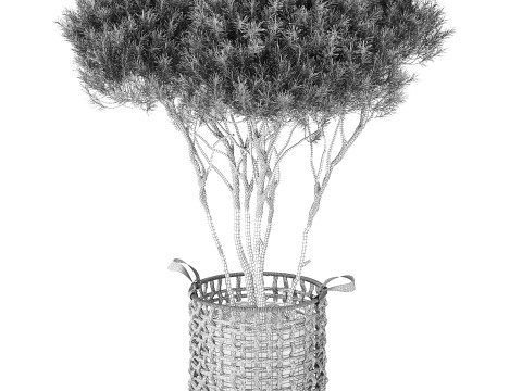 Topiary Tree Pine Spruce Fir Basket Pot 3D Model