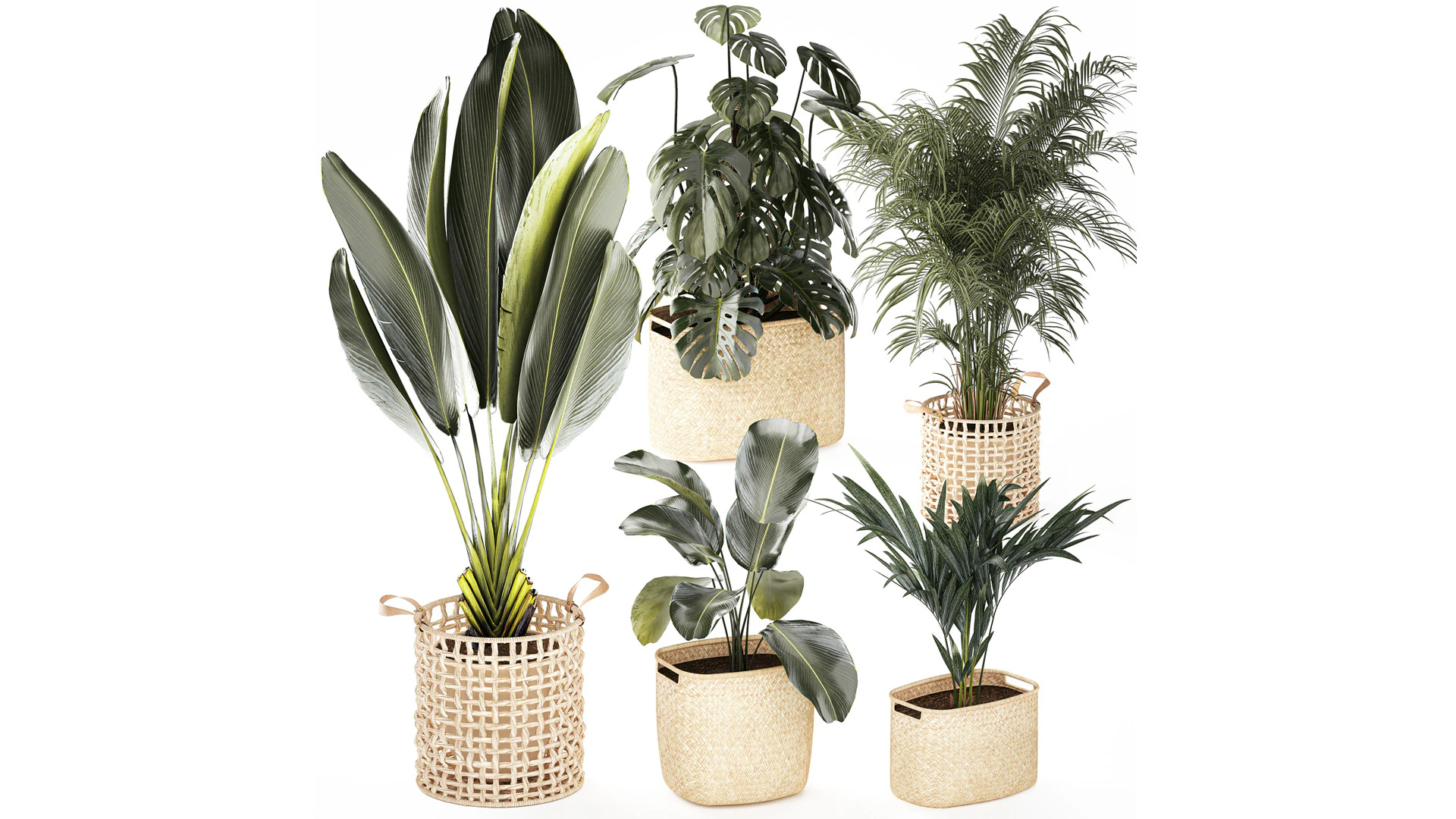 Baskets Ravenala Monstera Strelitzia Howea palms 3D Model .c4d .max .obj .3ds .fbx .stl .blend