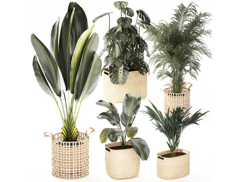 Cesti Ravenala Monstera Strelitzia Howea palme Modello 3D