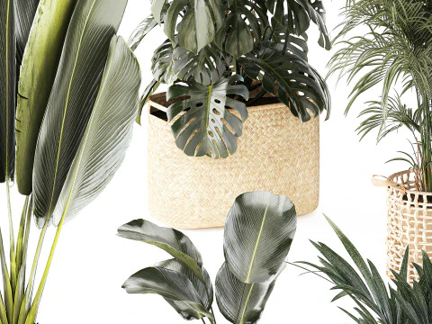Baskets Ravenala Monstera Strelitzia Howea palms 3D Model