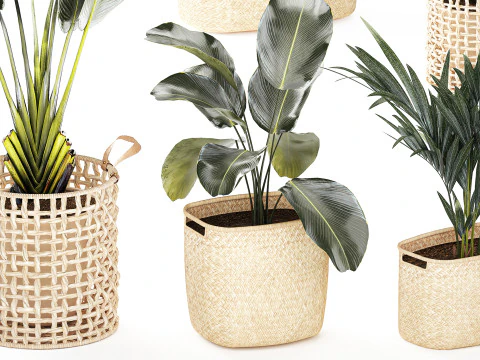 Baskets Ravenala Monstera Strelitzia Howea palms 3D Model