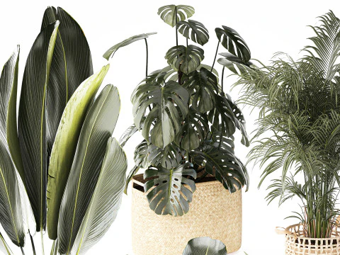 Baskets Ravenala Monstera Strelitzia Howea palms 3D Model