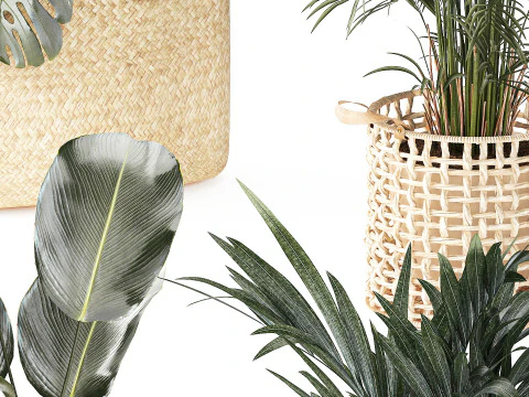 Baskets Ravenala Monstera Strelitzia Howea palms 3D Model