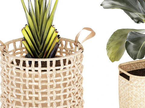 Baskets Ravenala Monstera Strelitzia Howea palms 3D Model
