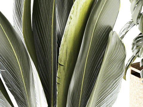 Baskets Ravenala Monstera Strelitzia Howea palms 3D Model