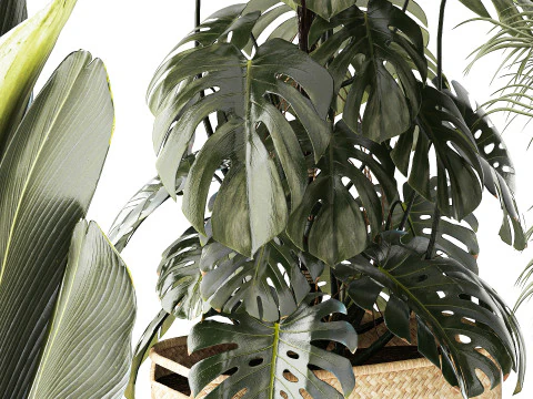 Baskets Ravenala Monstera Strelitzia Howea palms 3D Model