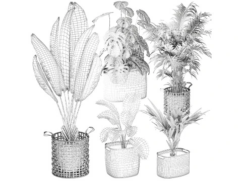 Baskets Ravenala Monstera Strelitzia Howea palms 3D Model