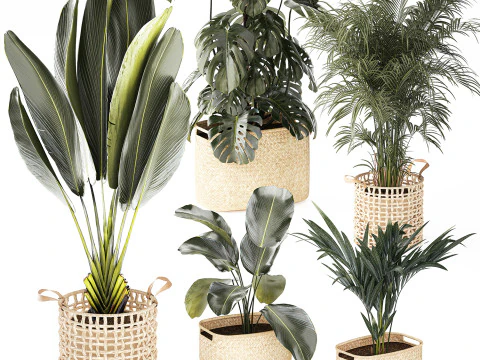 Baskets Ravenala Monstera Strelitzia Howea palms 3D Model