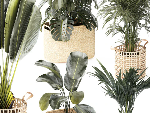 Baskets Ravenala Monstera Strelitzia Howea palms 3D Model