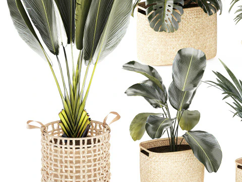 Baskets Ravenala Monstera Strelitzia Howea palms 3D Model