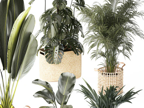 Baskets Ravenala Monstera Strelitzia Howea palms 3D Model