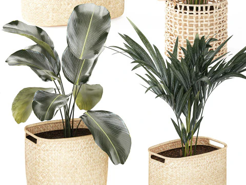 Baskets Ravenala Monstera Strelitzia Howea palms 3D Model