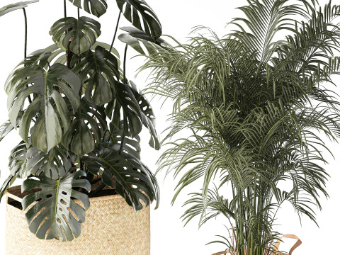 Baskets Ravenala Monstera Strelitzia Howea palms 3D Model