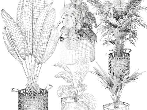Baskets Ravenala Monstera Strelitzia Howea palms 3D Model