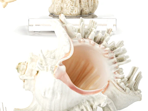 Marine Set Whale White Coral Shell Figurines Decor 3D Model