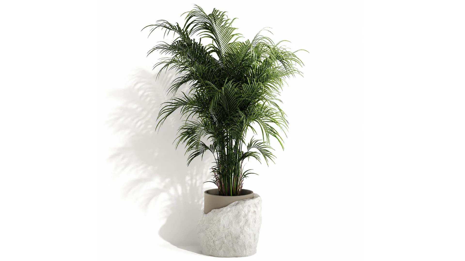 Small indoor Howea palm white modern stone pot decor 3D Model .c4d .max .obj .3ds .fbx .stl .blend 