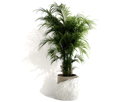 Peque&ntilde;a decoraci&oacute;n de maceta de piedra moderna blanca de palma Howea de interior Modelo 3D
