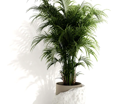Small indoor Howea palm white modern stone pot decor 3D Model