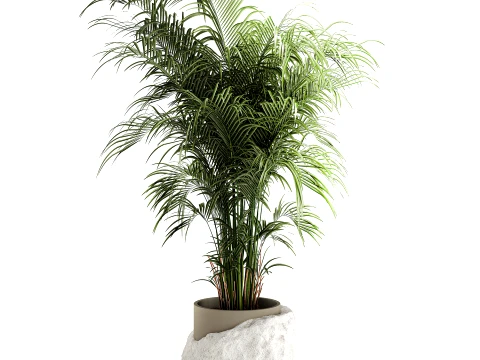 Small indoor Howea palm white modern stone pot decor 3D Model