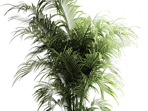 Small indoor Howea palm white modern stone pot decor 3D Model