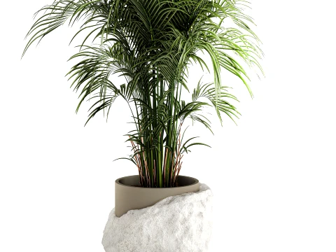 Small indoor Howea palm white modern stone pot decor 3D Model