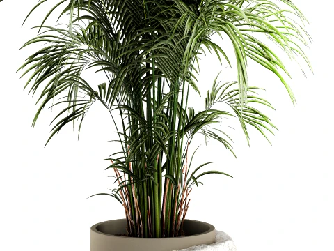 Small indoor Howea palm white modern stone pot decor 3D Model