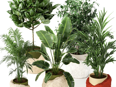 Flowers stone pots Ravenala Ficus palm Strelitzia set top new 3D Model
