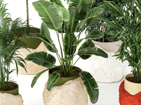 Flowers stone pots Ravenala Ficus palm Strelitzia set top new 3D Model