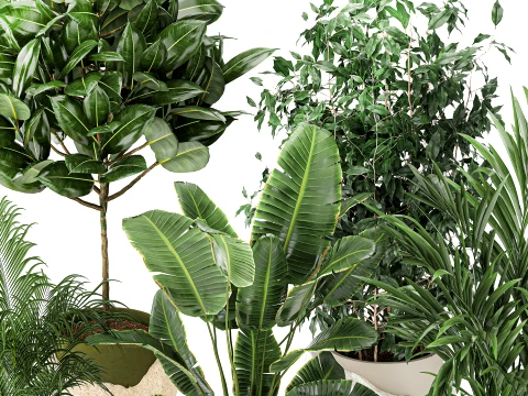 Flowers stone pots Ravenala Ficus palm Strelitzia set top new 3D Model