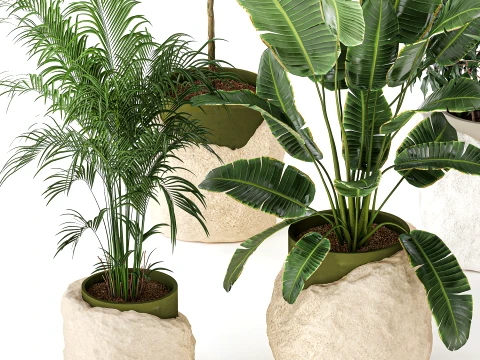 Flowers stone pots Ravenala Ficus palm Strelitzia set top new 3D Model