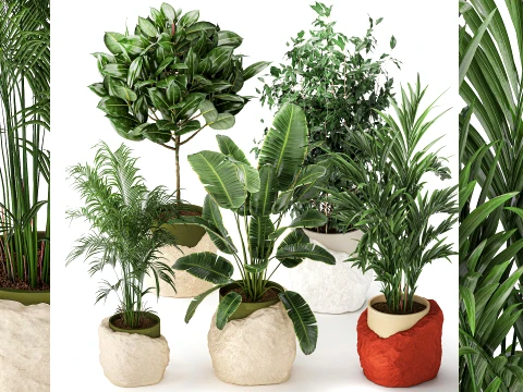 Flowers stone pots Ravenala Ficus palm Strelitzia set top new 3D Model