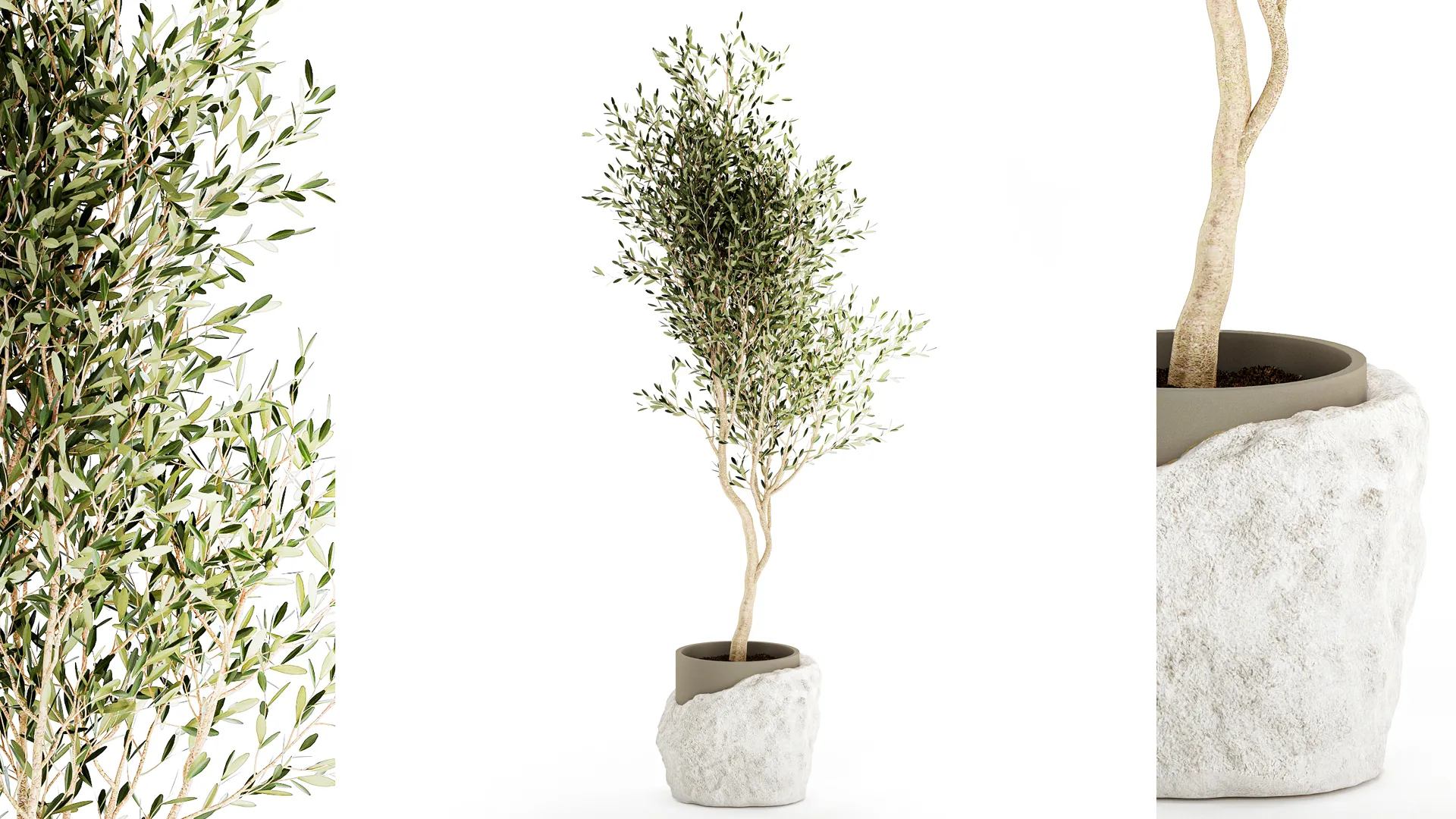 Beautiful small indoor olive tree white stone pot decor 3D Model .c4d .max .obj .3ds .fbx .stl .blend 