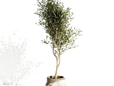 Beautiful small indoor olive tree white stone pot decor 3D Model