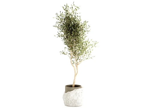 Beautiful small indoor olive tree white stone pot decor 3D Model