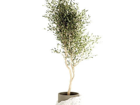 Beautiful small indoor olive tree white stone pot decor 3D Model