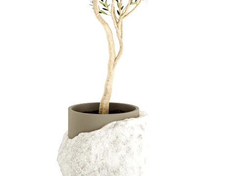 Beautiful small indoor olive tree white stone pot decor 3D Model