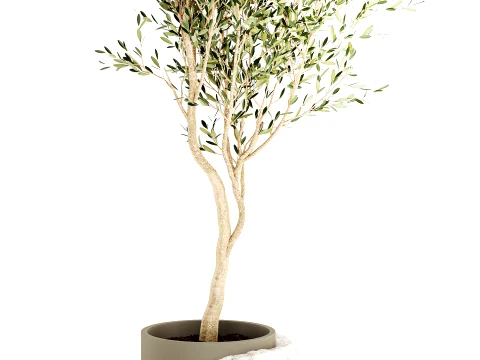 Beautiful small indoor olive tree white stone pot decor 3D Model