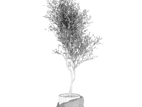 Beautiful small indoor olive tree white stone pot decor 3D Model