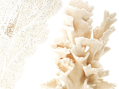 Marine decor figurines white coral fan stand decor set 3D Model