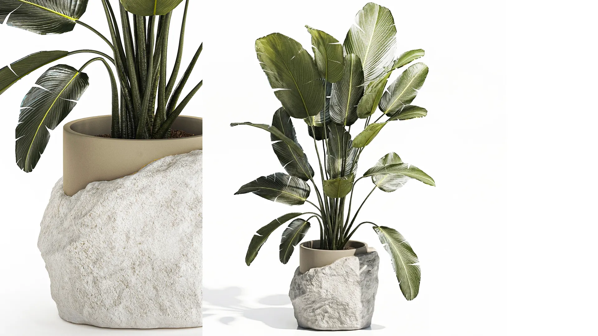 Banana palm white stone pot Strelitzia bush decor 3D Model .c4d .max .obj .3ds .fbx .stl .blend 