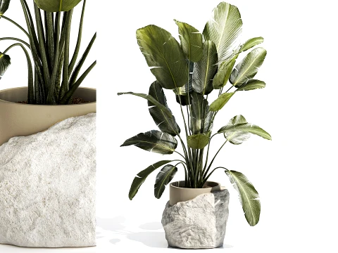 Vaso in pietra bianca di palma di banano Decoro cespuglio di Strelitzia Modello 3D