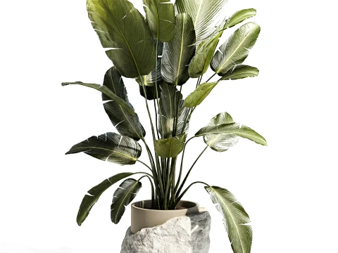 Banana palm white stone pot Strelitzia bush decor 3D Model